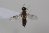  ( - cau02081)  @12 [ ] Unspecified (default): All Rights Reserved (2010) China Agricultural University, Insect Collection China Agricultural University, Insect Collection
