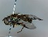  (Dasysyrphus albostriatus - SUAL0378)  @14 [ ] CreativeCommons  Attribution A. Lucas (2016) Unspecified Swansea University