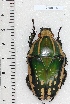  (Mecynorhina confluens - CTBB-1570)  @15 [ ] Copyright (2014) Philippe Leonard Research Collection of Philippe Leonard