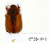  (Calicnemis obesa - CTBB-1746)  @13 [ ] Copyright (2015) Alain Drumont Research Collection of Alain Drumont