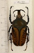  (Megalorhina harrisii - CTBB-1917)  @14 [ ] Copyright © (2014) Unspecified collection Th. Bouyer