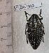  (Julodis humeralis - CTBB-1933)  @11 [ ] Copyright © (2014) Unspecified collection Th. Bouyer