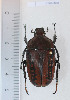  (Megalorhina sp. 1 - CTBB-2236)  @11 [ ] Copyright © (2018) Philippe Leonard Research Collection of Philippe Léonard