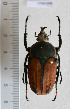  (Megalorhina sp. 2 - CTBB-2256)  @11 [ ] Copyright © (2018) Philippe Leonard Research Collection of Philippe Léonard