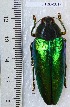  (Chrysaspis viridipennis - CTBB-2339)  @11 [ ] Copyright © (2018) Philippe Leonard Research Collection of Philippe Léonard