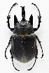  (Megasoma actaeon ssp2 - CTBB-2344)  @14 [ ] Copyright © (2018) Jaak Van Meenen Research Collection of Jaak Van Meenen