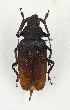  (Prionotoma mixta - CTBB-3263)  @11 [ ] Copyright © (2011) Th. Bouyer Research Collection of Thierry Bouyer