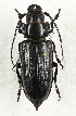  (Notophysis laevis - CTBB-3413)  @11 [ ] Copyright © (2021) Th. Bouyer Research Collection of Thierry Bouyer