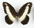  (Papilio zenobia - CTBB-3578)  @11 [ ] Copyright © (2023) Th. Bouyer Research Collection of Thierry Bouyer