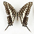  (Graphium porthaon - CTBB-3606)  @11 [ ] Copyright © (2023) Th. Bouyer Research Collection of Thierry Bouyer