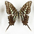 (Graphium polistratus - CTBB-3608)  @11 [ ] Copyright © (2023) Th. Bouyer Research Collection of Thierry Bouyer