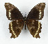  (Papilio chrapkowskii - CTBB-3614)  @11 [ ] Copyright © (2023) Th. Bouyer Research Collection of Thierry Bouyer