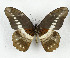  (Papilio jacksoni - CTBB-3644)  @11 [ ] Copyright © (2023) Th. Bouyer Research Collection of Thierry Bouyer