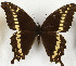  (Papilio mackinnoni - CTBB-3652)  @11 [ ] Copyright © (2023) Th. Bouyer Research Collection of Thierry Bouyer