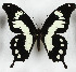  (Papilio horribilis - CTBB-3679)  @11 [ ] Copyright © (2023) Th. Bouyer Research Collection of Thierry Bouyer