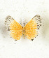  (Pseudaletis abriana - CTBB-3757)  @11 [ ] Copyright © (2022) Th. Bouyer research collection of Th. Bouyer