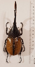  (Dynastes ecuatorianus - CTBB-3828)  @11 [ ] Copyright © (2022) Ph. Léonard research collection of M. Prandi