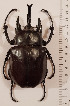  (Megasoma vazdemelloi - CTBB-3829)  @11 [ ] Copyright © (2022) Ph. Léonard research collection of M. Prandi