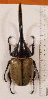  (Dynastes occidentalis - CTBB-3849)  @11 [ ] Copyright © (2022) Ph. Léonard research collection of M. Prandi