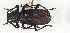  (Prionotoma gregaria - CTBB-3875)  @11 [ ] Copyright © (2023) Thierry Bouyer Research Collection of Thierry Bouyer