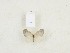  (Harpendyreus reginaldi - CTBB-0392)  @11 [ ] Copyright © (2012) Th. Bouyer Research Collection of Thierry Bouyer