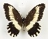  (Papilio cypraeofila - CTBB-3984)  @11 [ ] Copyright © (2023) Thierry Bouyer Research Collection of Thierry Bouyer