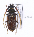  (Sarmydus sp2adBouthan - CTBB-1201)  @14 [ ] Copyright (2014) Alain Drumont Research Collection of Alain Drumont