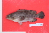  (Epinephelus erythrurus - MAK-149A)  @11 [ ] CreativeCommons-Attribution Non-Commercial Share-Alike (2020) Dr.Arif Muhammad Khan University of Sargodha ,Sargodha ,Pakistan