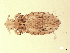  (Hoplopleuridae - 07PROBE-06337)  @14 [ ] CC-0 (2007) Crystal Sobel & Maria Arroyo, Biodiversity Institute of Ontario Unspecified