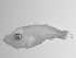  ( - SWACR-185)  @13 [ ] CreativeCommons - Attribution Non-Commercial Share-Alike (2011) Akihiro Shiroza NOAA, SEFSC Early Life History Dynamics Team