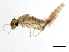  ( - SWA_iBOL_UofS_101)  @13 [ ] CreativeCommons - Attribution (2011) CBG Photography Group Centre for Biodiversity Genomics