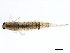  ( - SWA_iBOL_UofS_169)  @13 [ ] CreativeCommons - Attribution (2011) CBG Photography Group Centre for Biodiversity Genomics