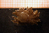  (Cuthonella - Gastr 8939V)  @14 [ ] CreativeCommons - Attribution Non-Commercial Share-Alike (2015) Goteborg Natural History Museum Göteborg Natural History Museum