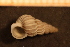  (Epitonium turtonis - Gastr 8251V)  @11 [ ] CreativeCommons - Attribution Non-Commercial Share-Alike (2015) Goteborg Natural History Museum Göteborg Natural History Museum