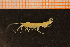  (Eriopisa elongata - Crust 19115V)  @13 [ ] CreativeCommons - Attribution Non-Commercial Share-Alike (2015) Goteborg Natural History Museum Göteborg Natural History Museum