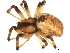  (Pityohyphantes limitaneus - 09PROBE-01618)  @14 [ ] CreativeCommons - Attribution (2009) Unspecified Centre for Biodiversity Genomics
