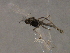  ( - 09PROBE-01607_prey1)  @12 [ ] CreativeCommons - Attribution (2009) Unspecified Centre for Biodiversity Genomics