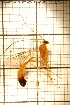  (Enicospilus melanocarpus - sc_09723)  @13 [ ] CreativeCommons - Attribution Non-Commercial Share-Alike (2014) Sylvain Charlat Laboratoire de Biométrie et Biologie évolutive, CNRS, Université Lyon 1