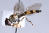  ( - CNC Diptera 224930)  @12 [ ] CreativeCommons - Attribution Non-Commercial Share-Alike (2014) Jeffrey H. Skevington Agriculture and Agri-Food Canada