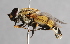  ( - CNC Diptera 224939)  @15 [ ] CreativeCommons - Attribution Non-Commercial Share-Alike (2014) Jeffrey H. Skevington Agriculture and Agri-Food Canada
