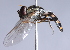  ( - CNC Diptera 224971)  @13 [ ] CreativeCommons - Attribution Non-Commercial Share-Alike (2014) Jeffrey H. Skevington Agriculture and Agri-Food Canada