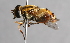  (Helophilus sapporensis - CNC Diptera 224983)  @14 [ ] CreativeCommons - Attribution Non-Commercial Share-Alike (2014) Jeffrey H. Skevington Agriculture and Agri-Food Canada