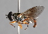  ( - CNC Diptera 224985)  @14 [ ] CreativeCommons - Attribution Non-Commercial Share-Alike (2014) Jeffrey H. Skevington Agriculture and Agri-Food Canada