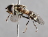  (Leucozona laternaria - CNC Diptera 225015)  @14 [ ] CreativeCommons - Attribution Non-Commercial Share-Alike (2014) Jeffrey H. Skevington Agriculture and Agri-Food Canada