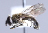  ( - CNC Diptera 226699)  @13 [ ] CreativeCommons - Attribution Non-Commercial Share-Alike (2014) Jeffrey H. Skevington Agriculture and Agri-Food Canada