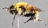  (Mallota rossica - CNC Diptera 226823)  @11 [ ] CreativeCommons - Attribution Non-Commercial Share-Alike (2014) Jeffrey H. Skevington Agriculture and Agri-Food Canada