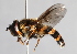  ( - CNC Diptera 226899)  @15 [ ] CreativeCommons - Attribution Non-Commercial Share-Alike (2014) Jeffrey H. Skevington Agriculture and Agri-Food Canada