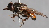  ( - CNC Diptera 226960)  @13 [ ] CreativeCommons - Attribution Non-Commercial Share-Alike (2014) Jeffrey H. Skevington Agriculture and Agri-Food Canada