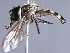  ( - CNC Diptera 227007)  @13 [ ] CreativeCommons - Attribution Non-Commercial Share-Alike (2014) Jeffrey H. Skevington Agriculture and Agri-Food Canada