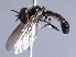  ( - CNC Diptera 229442)  @13 [ ] CreativeCommons - Attribution Non-Commercial Share-Alike (2014) Jeffrey H. Skevington Agriculture and Agri-Food Canada